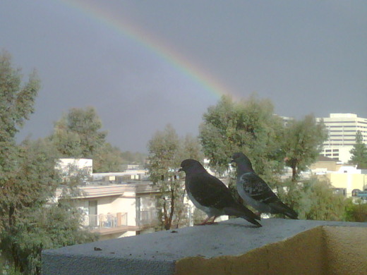 west coast rainbow pigeons.jpg